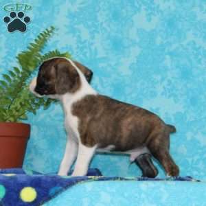 Bingo, Boston Terrier Mix Puppy